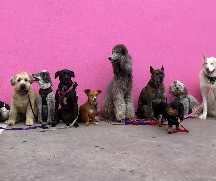 Hunde spielen gemeinsam auf dem Vereinsgelände