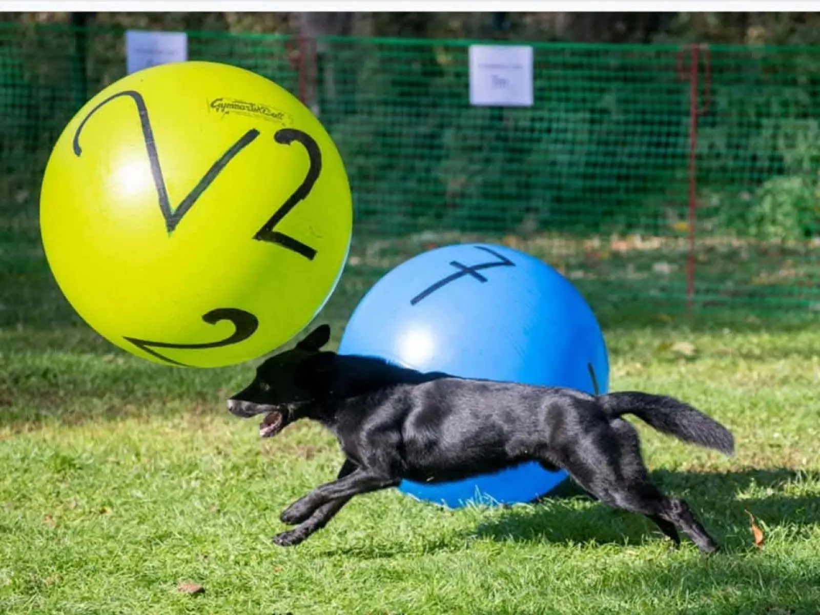 Hund rennt schwungvoll zwischen großen Treibbällen hindurch