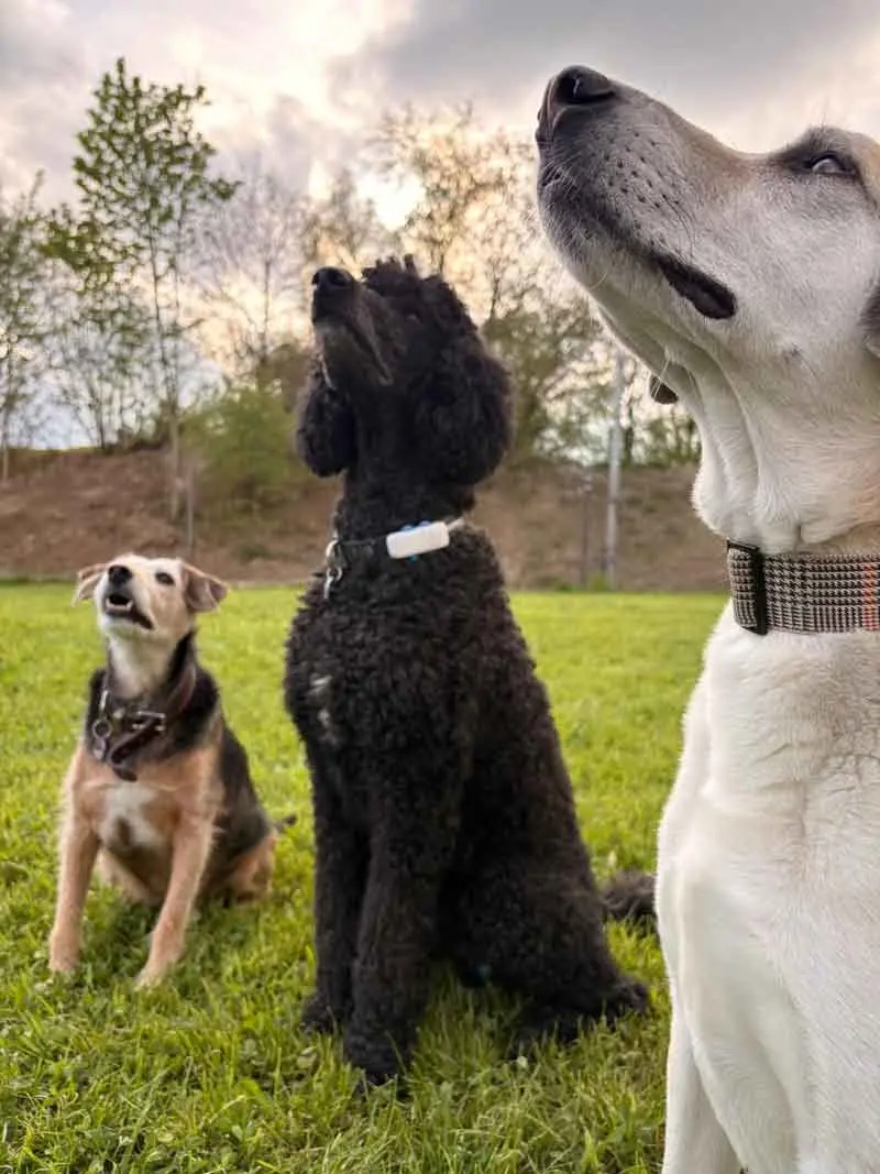 Hund läuft an der Leine neben seinem Menschen durch einen sonnigen Park
