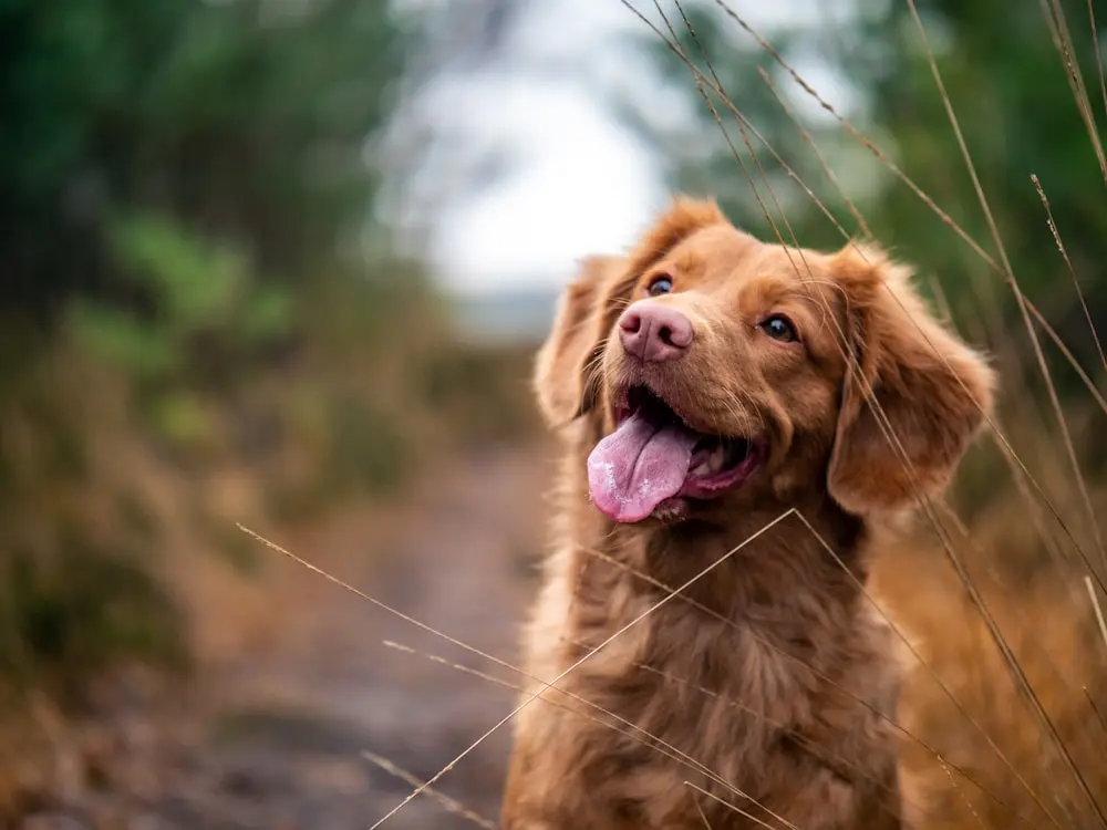 Hund läuft frei und schaut zu seiner Bezugsperson