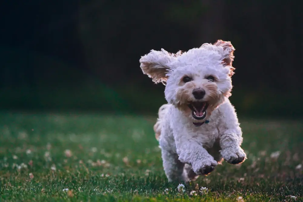 Gruppe von Hundebesitzer:innen beim Social Walk
